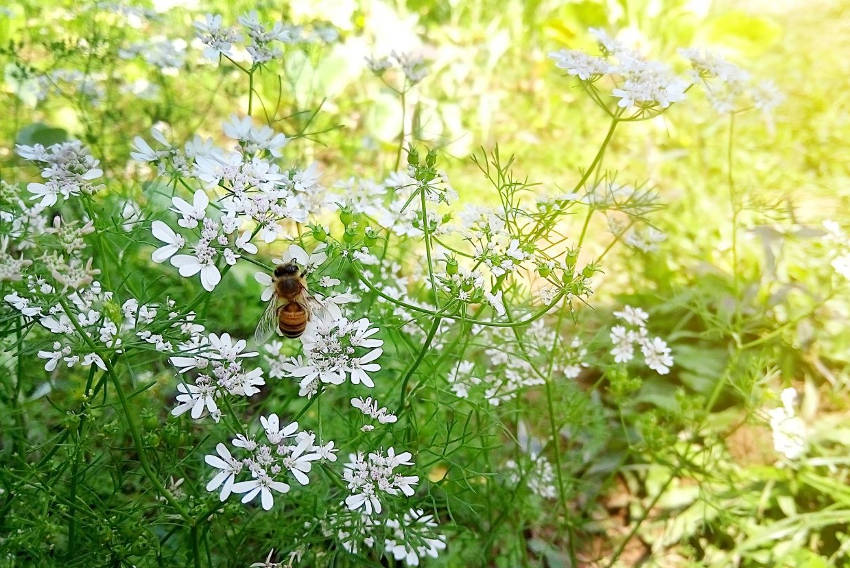 Coriander flower and bee